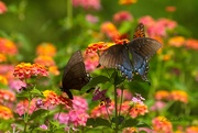 1st Sep 2023 - LHG_8322 Trio in lantanas