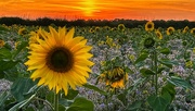 3rd Sep 2023 - Golden Sunflowers 