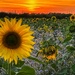Golden Sunflowers  by carole_sandford
