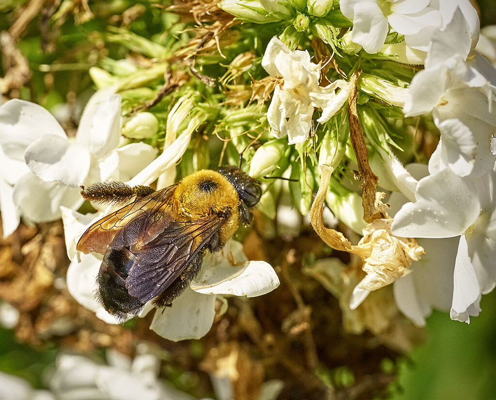 Busy Bee by gardencat