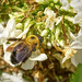 Busy Bee by gardencat