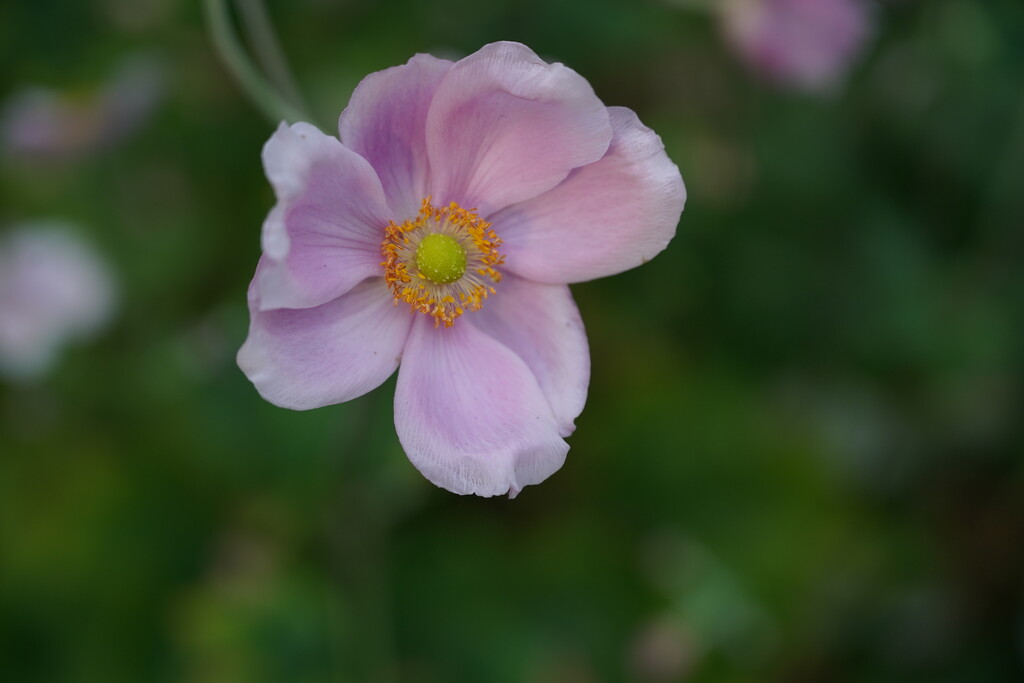 Anemone by cdcook48