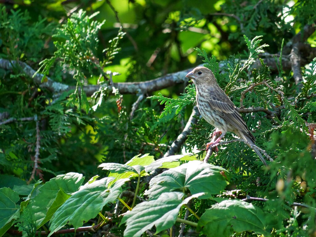 Female House Finch by ljmanning