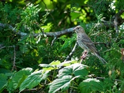 3rd Sep 2023 - Female House Finch