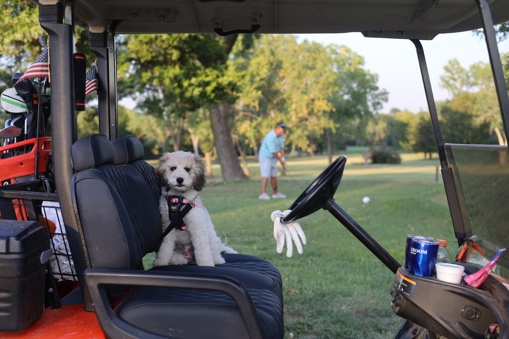Golf with my Puppy Dad by 2022julieg