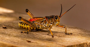 3rd Sep 2023 - Eastern Lubber Grasshopper!