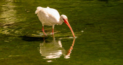 3rd Sep 2023 - Ibis, Smellling the Water!