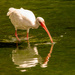 Ibis, Smellling the Water! by rickster549