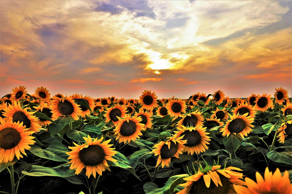 Sunflower Sunset by lynnz