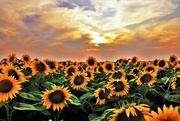 3rd Sep 2023 - Sunflower Sunset
