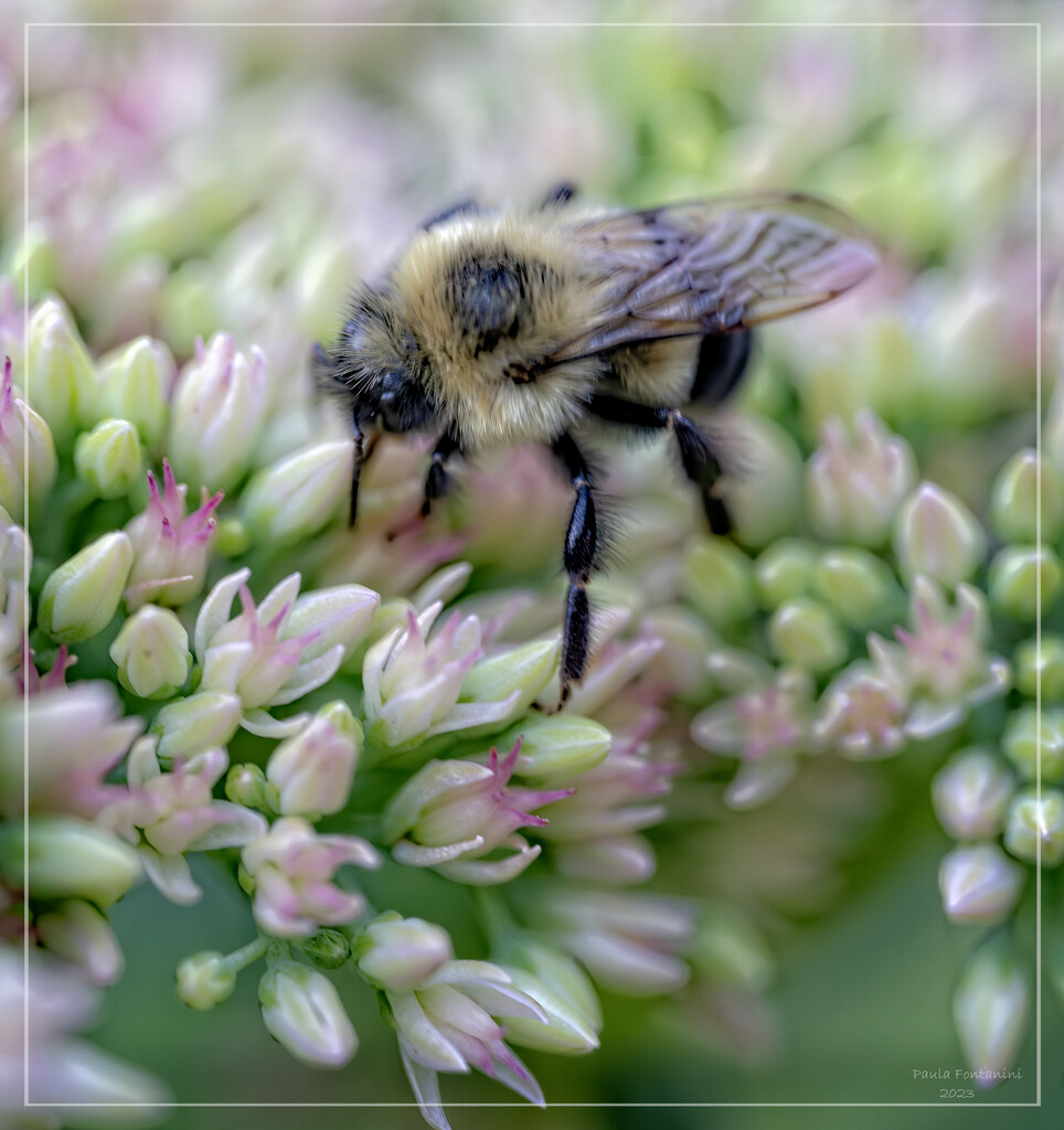 Bumblebee on Sedum by bluemoon