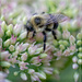 Bumblebee on Sedum by bluemoon