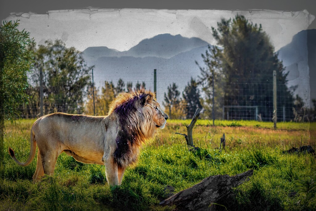 Drakenstein Lion park by ludwigsdiana
