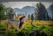 4th Sep 2023 - Drakenstein Lion park