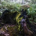 Stunning moss! by pusspup