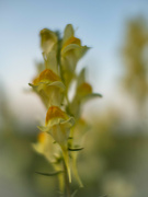 3rd Sep 2023 - The yellow toadflax