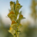 The yellow toadflax by haskar