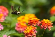 3rd Sep 2023 - LHG_8453 Clearwing moth in lantanas