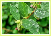 4th Sep 2023 - Snowberries And Raindrops