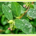 Snowberries And Raindrops by carolmw