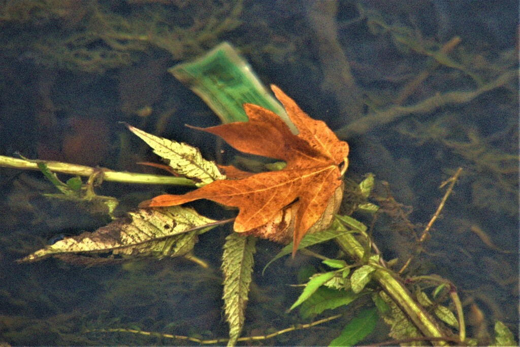 Drowning Leaf by granagringa