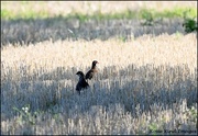 4th Sep 2023 - A pair of partridges