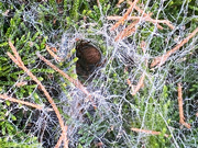 4th Sep 2023 - In all likelihood this is a Sydney funnel web spider in a bush at my bus stop. The spider is at the front of the tunnel which goes quite a way back into the bush. (I didn’t check how far.)