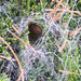In all likelihood this is a Sydney funnel web spider in a bush at my bus stop. The spider is at the front of the tunnel which goes quite a way back into the bush. (I didn’t check how far.) by johnfalconer