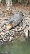 4th Sep 2023 - Crocodile