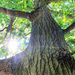 The Girdled Oak