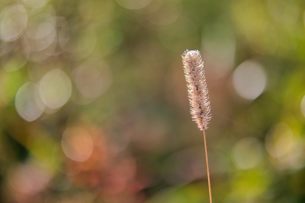 Grass by okvalle