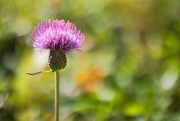 4th Sep 2023 - Thistle revisited