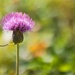 Thistle revisited by okvalle