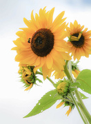 4th Sep 2023 - Sunflower 4