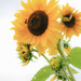 Sunflower 4 by mittens