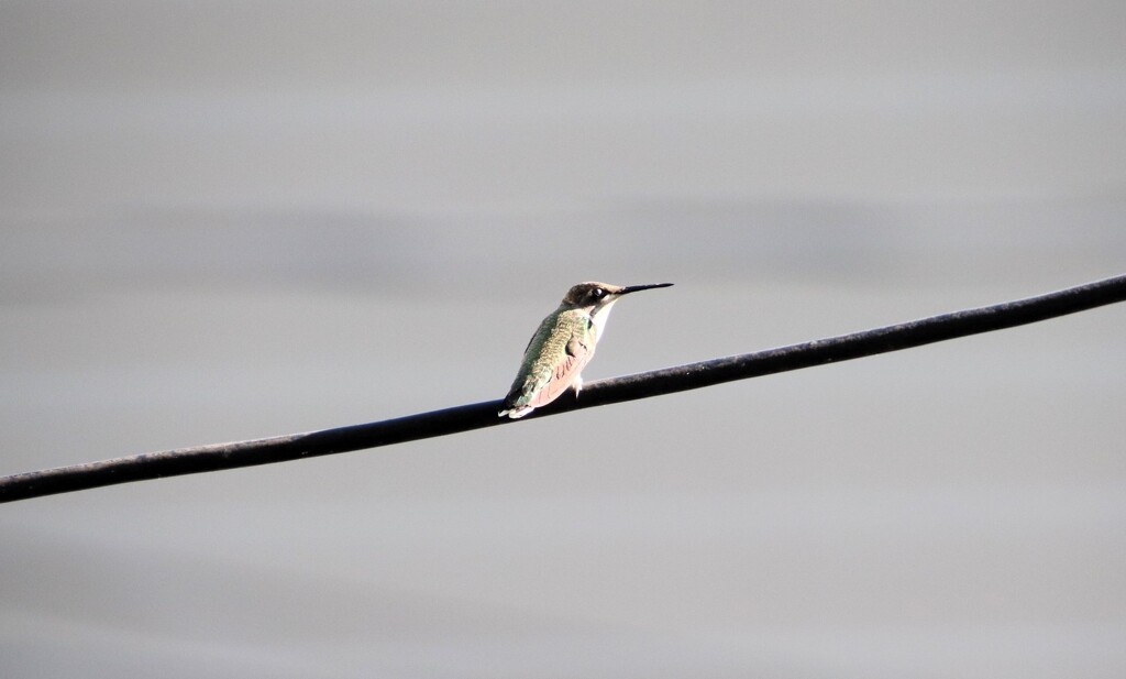 Bird On A Wire by randy23