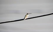 18th Aug 2023 - Bird On A Wire