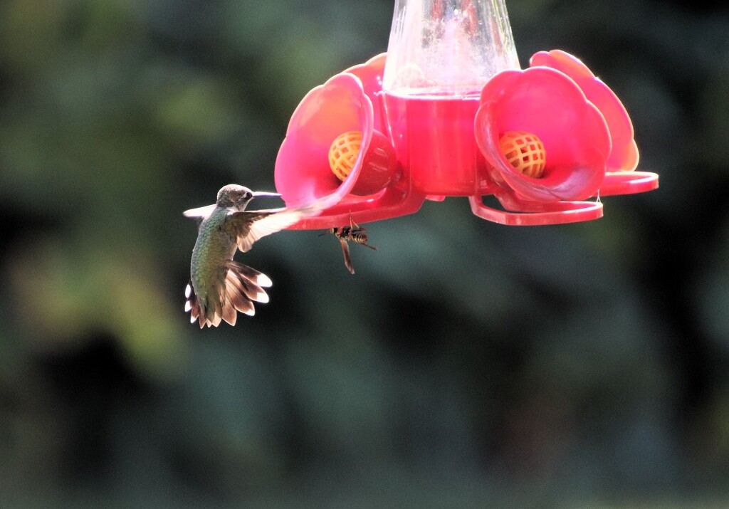 Hummingbird Vs. The Bee by randy23