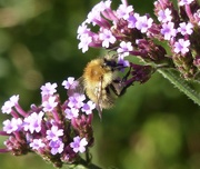 4th Sep 2023 - Pollinator At Work