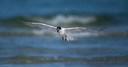 4th Sep 2023 - Sandwich Tern