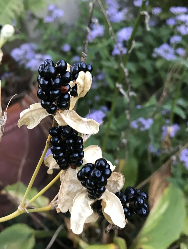 Blackberry lily  by cyndoe