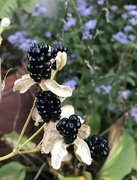 3rd Sep 2023 - Blackberry lily 
