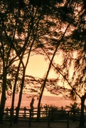 4th Sep 2023 - Tree Silhouette Sunset 