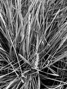 4th Sep 2023 - Ornamental grass