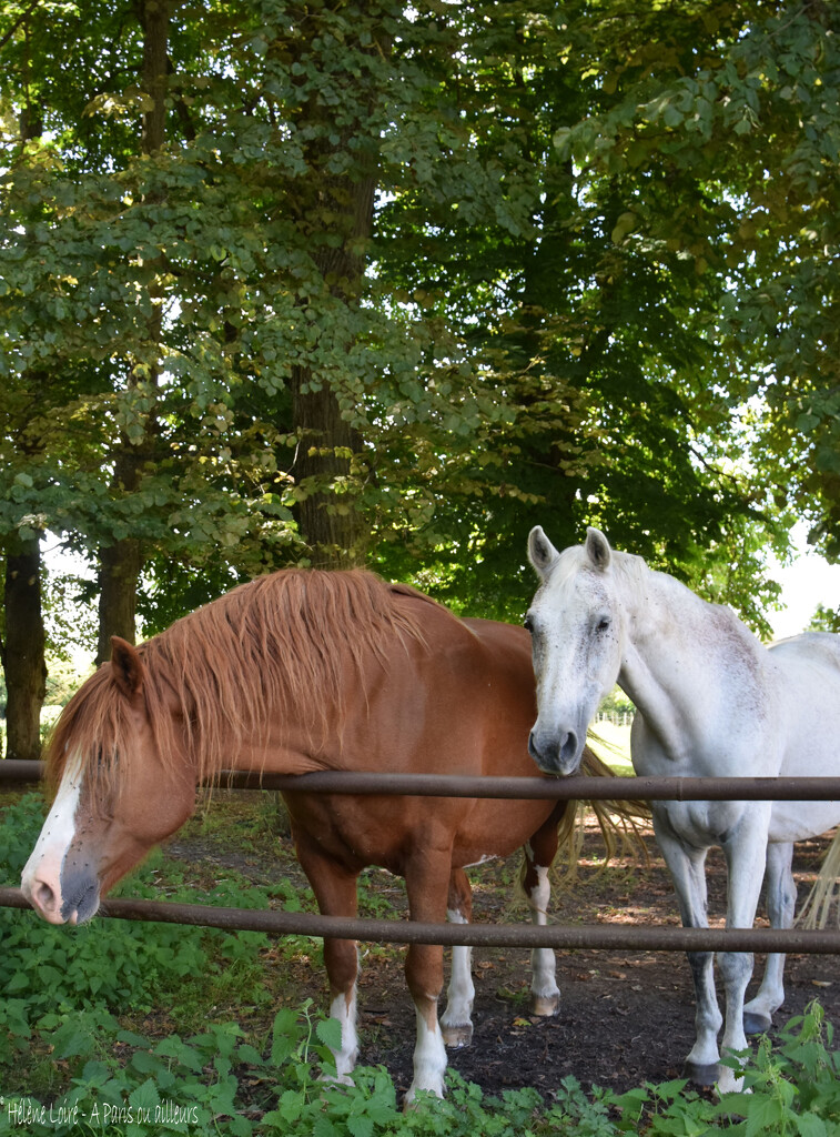friendly horses by parisouailleurs