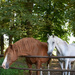 friendly horses by parisouailleurs