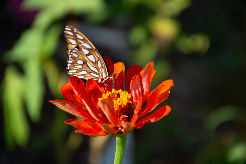 Butterfly on Zinnia... by thewatersphotos