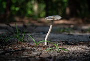 23rd Aug 2023 - Tall fungi...
