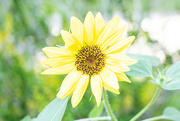 30th Aug 2023 - Vivid Sunflower...