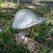 Fungi helmet... by thewatersphotos